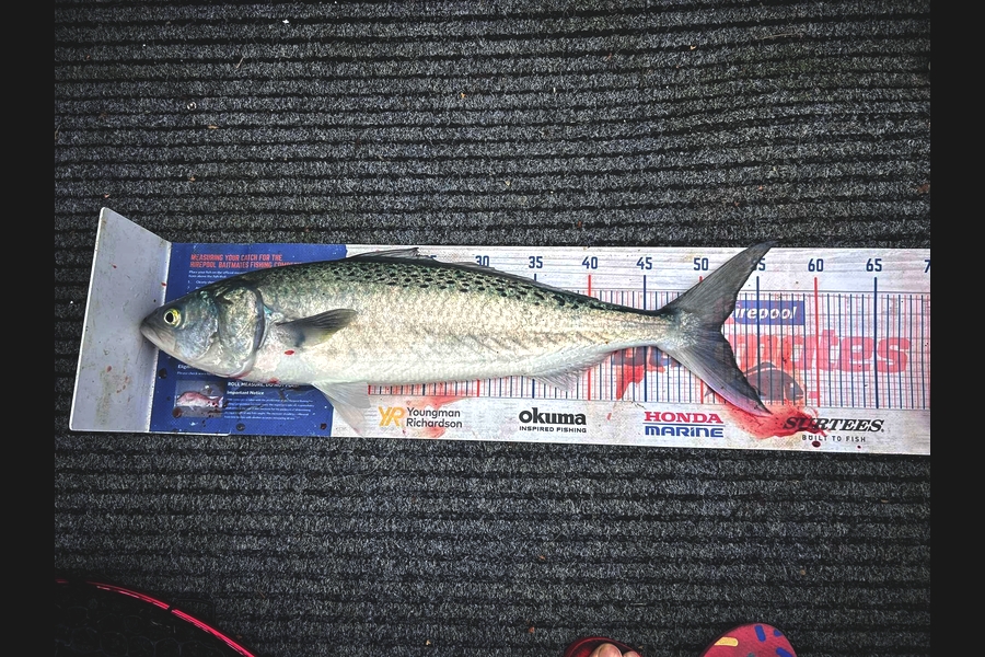 Josh Lawson caught this 51.5cm Kahawai at Coromandel during The Export NZ Fishing Competition
