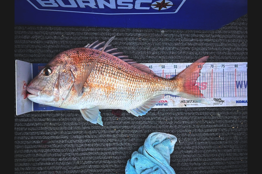 Josh Lawson caught this 63.0cm Snapper at Coromandel during The Export NZ Fishing Competition