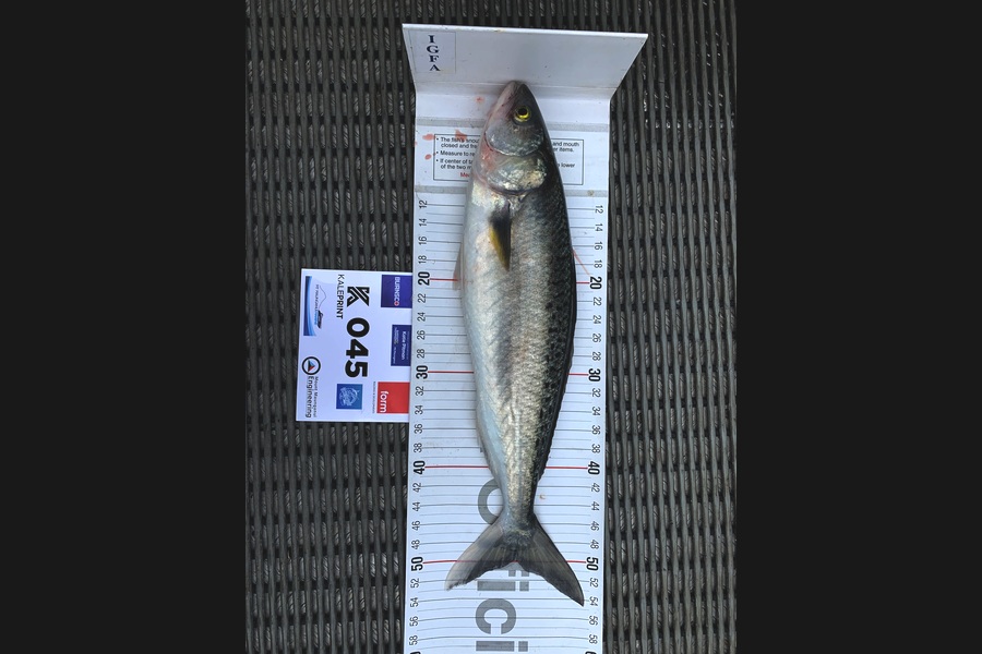 Mark Hemingway caught this 50.0cm Kahawai at Bay of Plenty during The Export NZ Fishing Competition