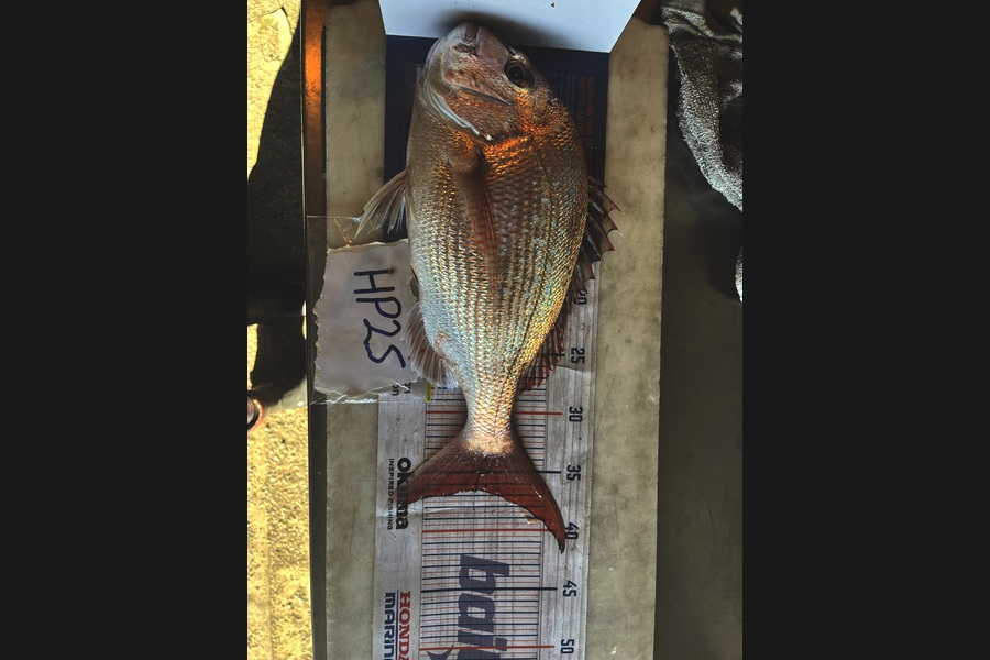 Harry Young caught this 36.5cm Snapper at Nelson/Marlborough during The Export NZ Fishing Competition