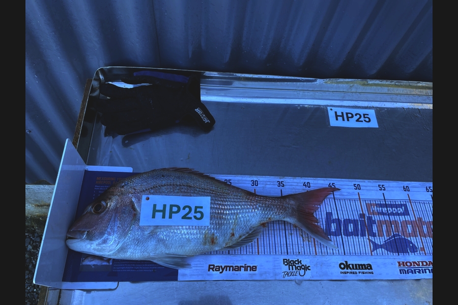 Koby Lowe caught this 40.5cm Snapper at Hawkes Bay during The Export NZ Fishing Competition