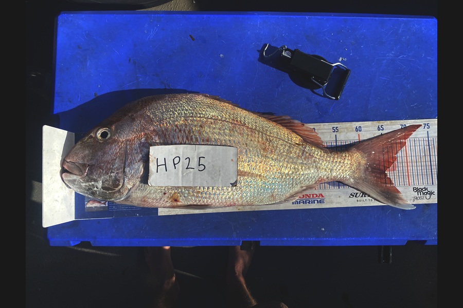 Brody Mitchell caught this 65.0cm Snapper at Nelson/Marlborough during The Export NZ Fishing Competition