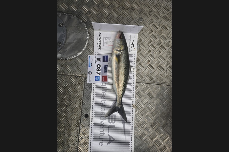 Dylan Mills caught this 44.5cm Kahawai at Bay of Plenty during The Export NZ Fishing Competition