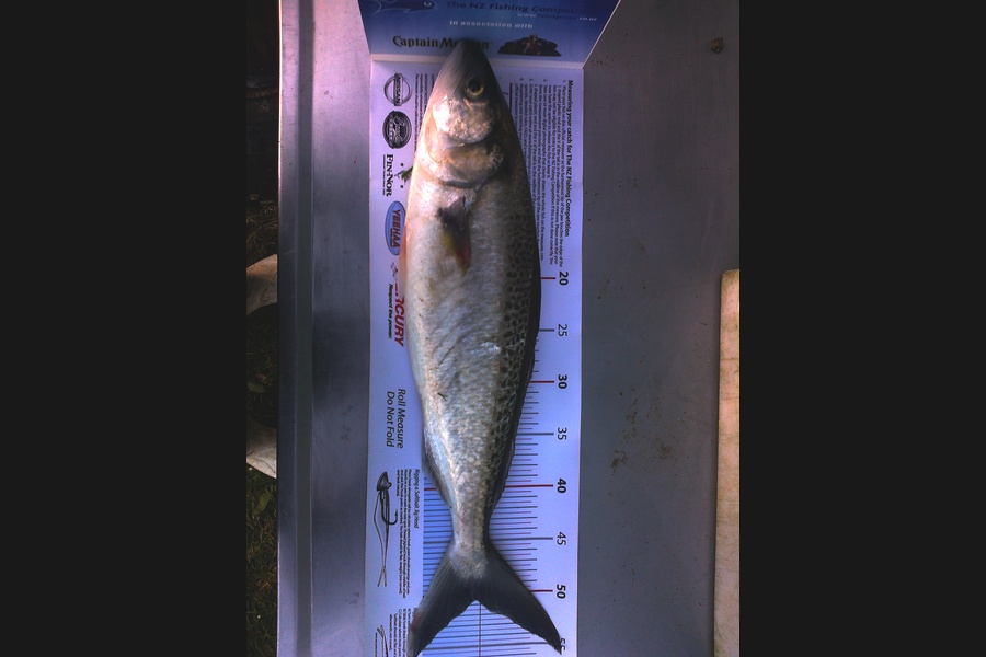 campbell Rathe caught this 50.5cm Kahawai at South Kaipara Head during The Export NZ Fishing Competition