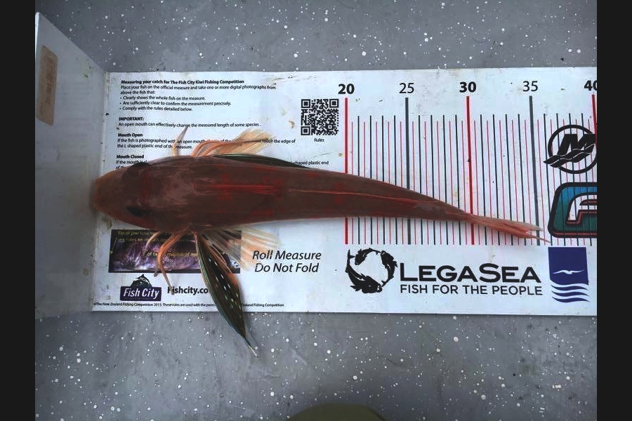 garry ng caught this 34.0cm Gurnard at Rakino channel during The Export NZ Fishing Competition