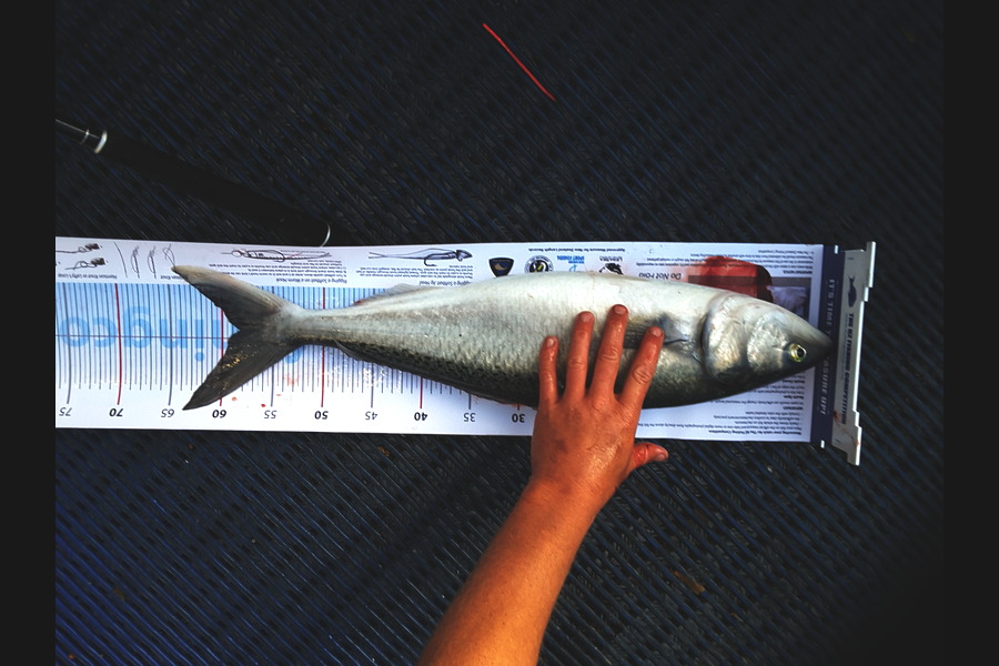 Michael  Topp  caught this 58.0cm Kahawai at Tasman bay during The Export NZ Fishing Competition