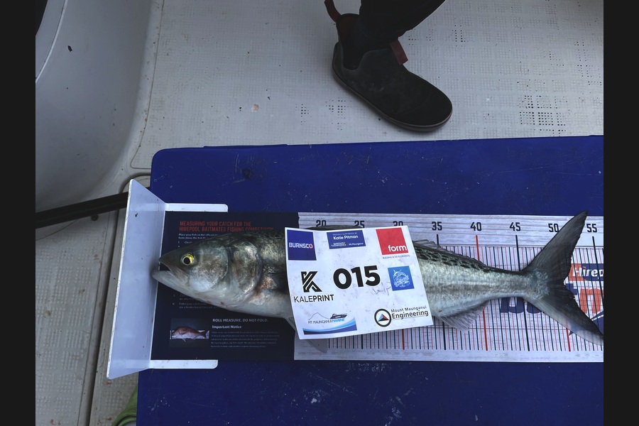 Hayden  Speed  caught this 50.0cm Kahawai at Bay of Plenty during The Export NZ Fishing Competition
