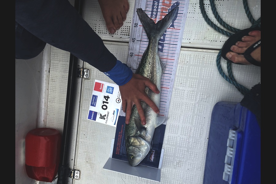 Hayden  Speed  caught this 51.0cm Kahawai at Bay of Plenty during The Export NZ Fishing Competition