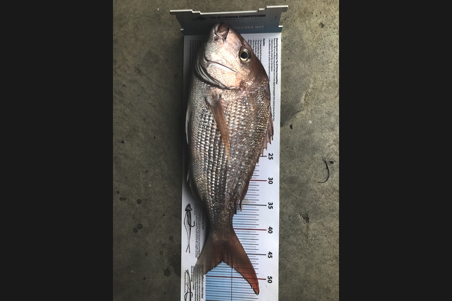 Mike Saunders  caught this 46.5cm Snapper at Auckland during The Export NZ Fishing Competition