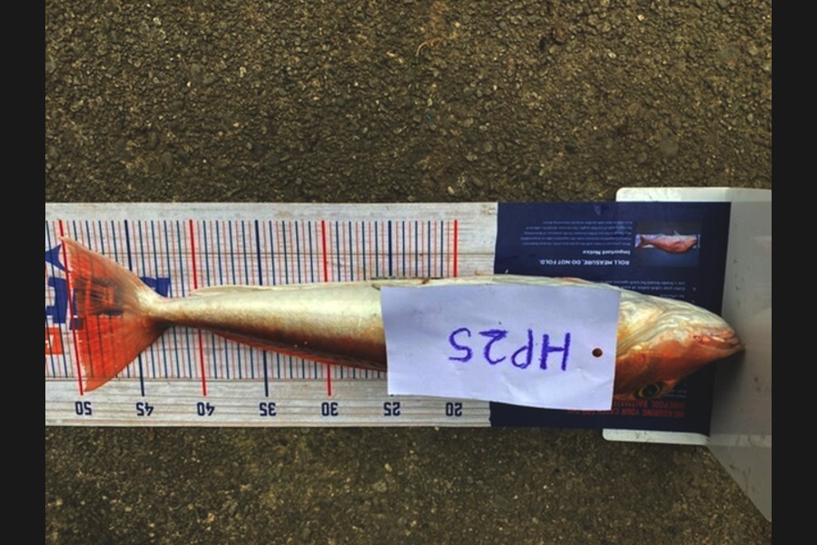 James Hutchen caught this 49.5cm Gurnard at Wellington during The Export NZ Fishing Competition