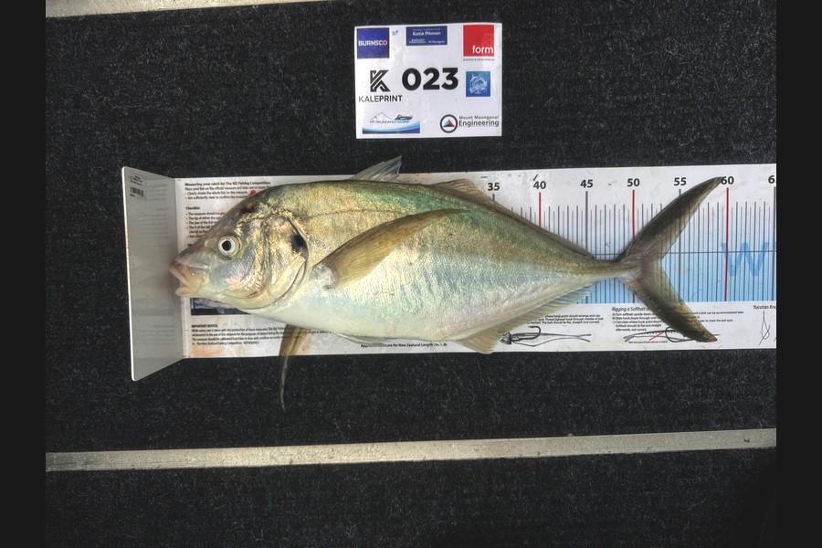 Zach Pennell caught this 53.0cm Trevally at Bay of Plenty during The Export NZ Fishing Competition