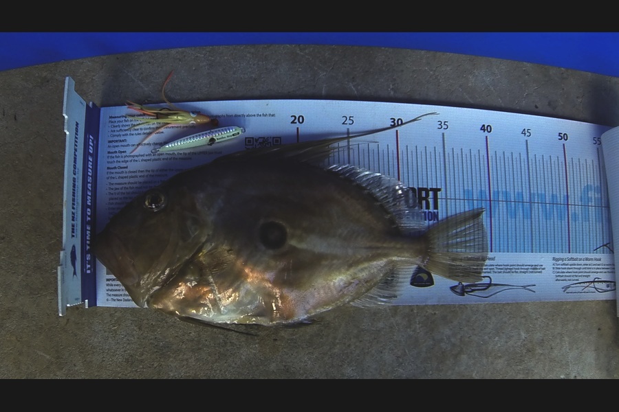 Brian  Gallogly caught this 39.5cm John Dory at Waiheke Is during The Export NZ Fishing Competition