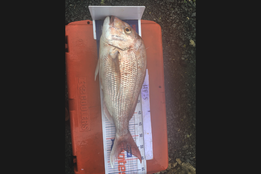 Jake Harrison caught this 55.5cm Snapper at Northland during The Export NZ Fishing Competition