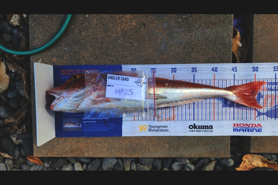 Myles Carson caught this 50.0cm Gurnard at Wellington during The Export NZ Fishing Competition