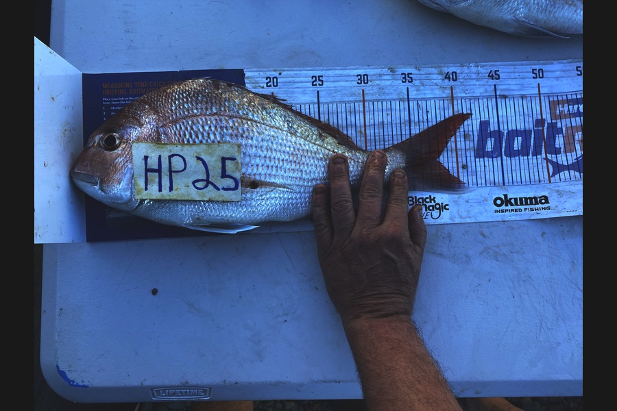 Blake Russell caught this 37.5cm Snapper at Manawatu during The Export NZ Fishing Competition