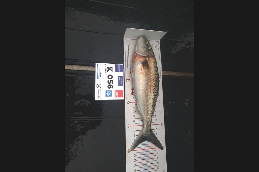 Jetley Geldenhuys caught this 46cm Kahawai at Bay of Plenty during The Export NZ Fishing Competition