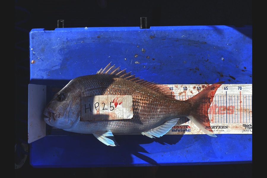Brody Mitchell caught this 58.0cm Snapper at Nelson/Marlborough during The Export NZ Fishing Competition