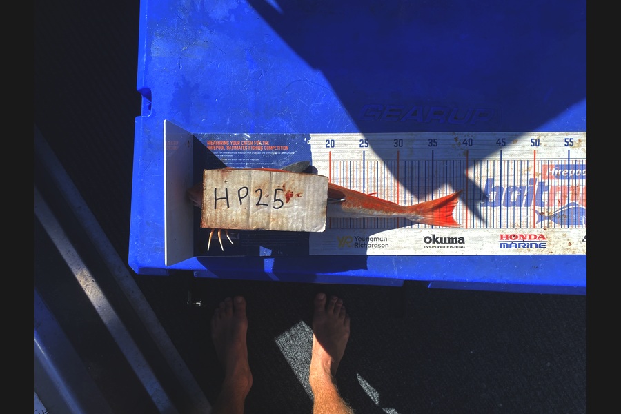 Riley Mitchell caught this 38.0cm Gurnard at Nelson/Marlborough during The Export NZ Fishing Competition