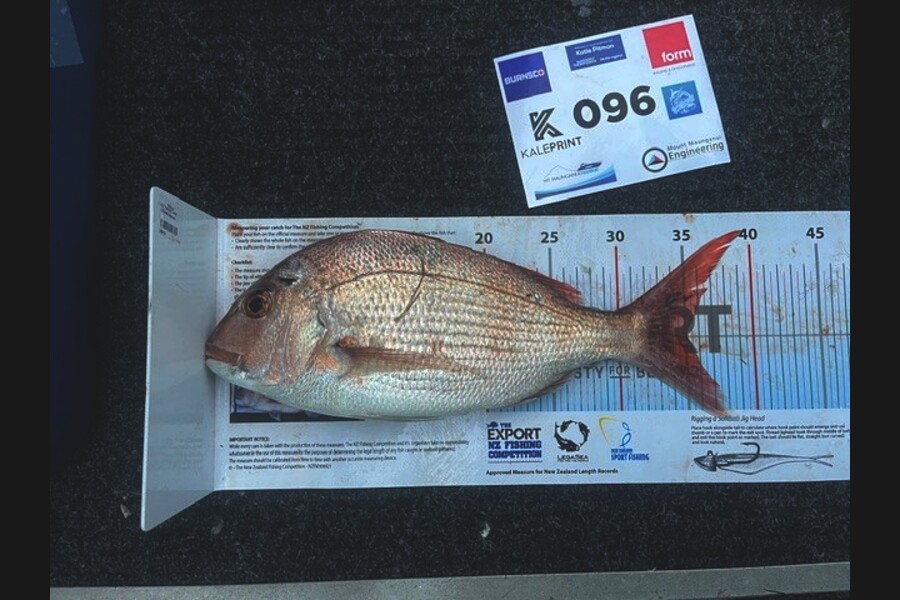 Alister McColl caught this 35.0cm Snapper at Bay of Plenty during The Export NZ Fishing Competition