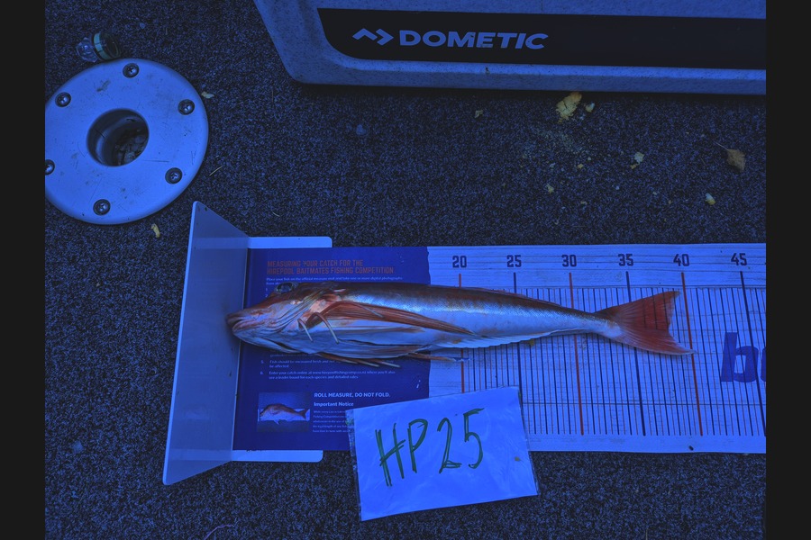 Liam Sowman caught this 38.0cm Gurnard at Nelson/Marlborough during The Export NZ Fishing Competition