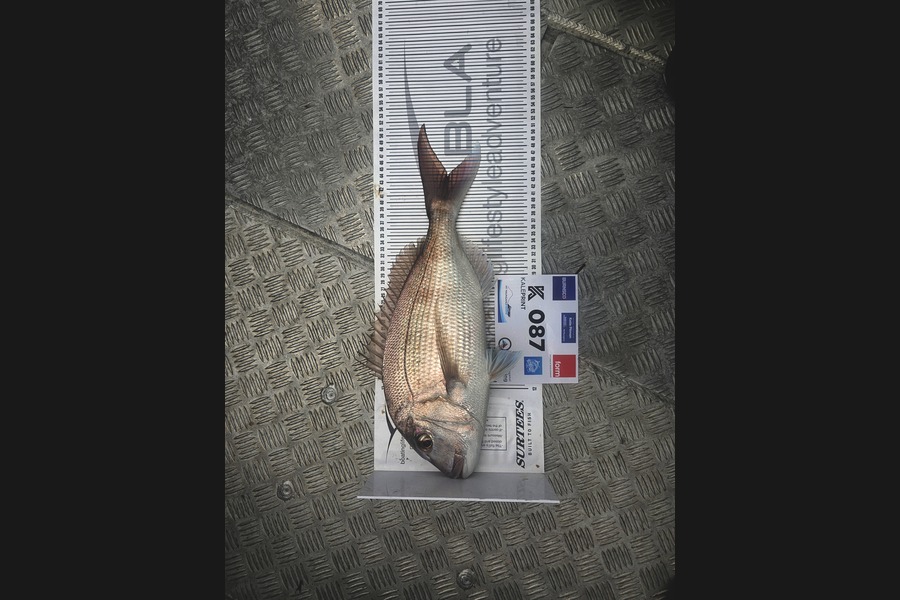 Dylan Mills caught this 43.5cm Snapper at Bay of Plenty during The Export NZ Fishing Competition