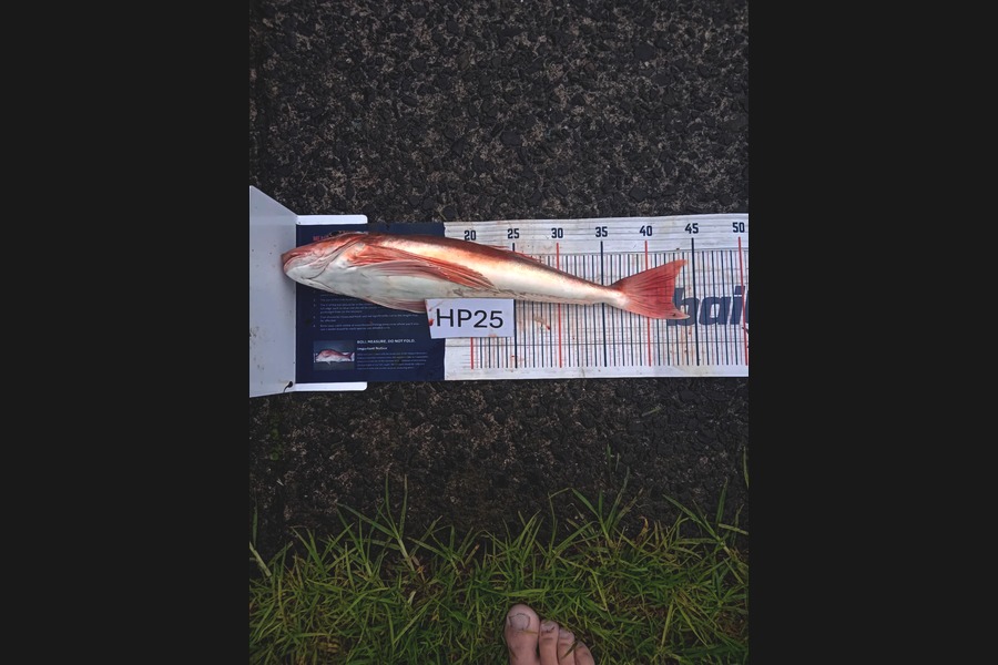 Ethan Madsen caught this 43.0cm Gurnard at Bay of Plenty during The Export NZ Fishing Competition