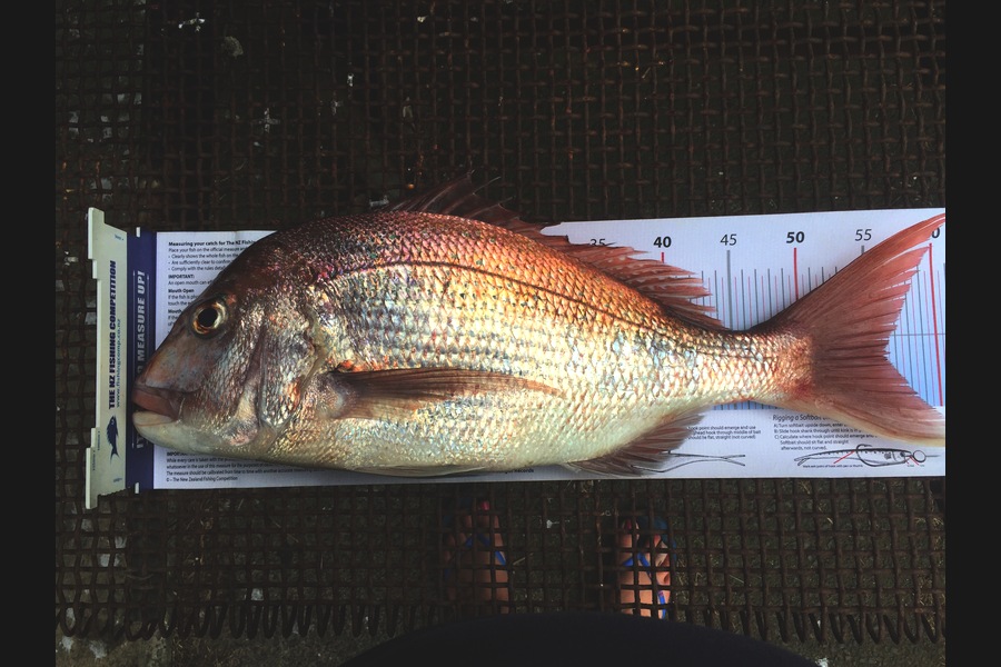 Aaron Nelson caught this 56.0cm Snapper at Rangiputa  during The Export NZ Fishing Competition