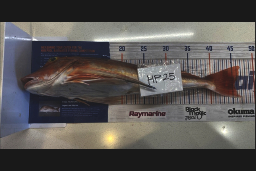 Blake Russell caught this 45.5cm Gurnard at Manawatu during The Export NZ Fishing Competition