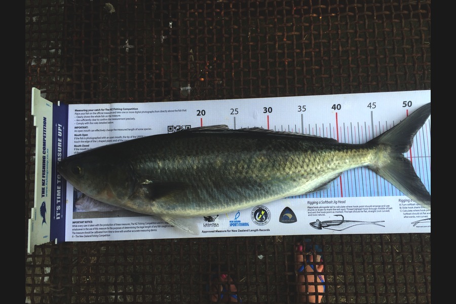 Aaron Nelson caught this 49.0cm Kahawai at Rangiputa  during The Export NZ Fishing Competition