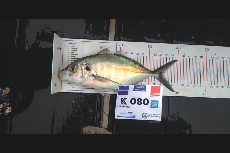 Matt Moore caught this 35.0cm Trevally at Bay of Plenty during The Export NZ Fishing Competition