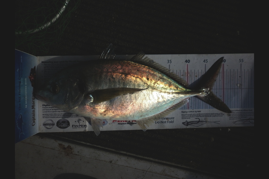 Gavin Henderson caught this 46.5cm Tarakihi at back of kapiti during The Export NZ Fishing Competition