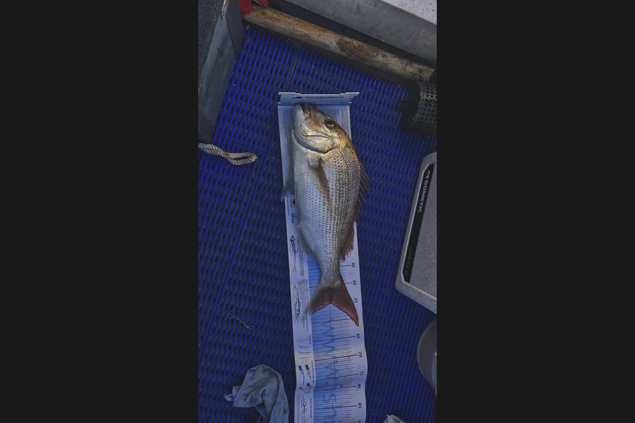 Pete Kara caught this 55.0cm Snapper at Nelson/Marlborough during The Export NZ Fishing Competition