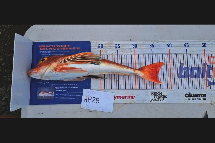 Zachary McCallum caught this 36.0cm Gurnard at Manawatu during The Export NZ Fishing Competition