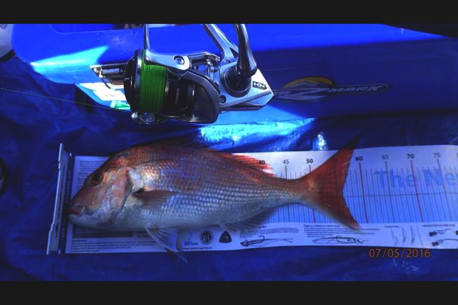 Alton King caught this 56.0cm Snapper at motihue channel during The Export NZ Fishing Competition