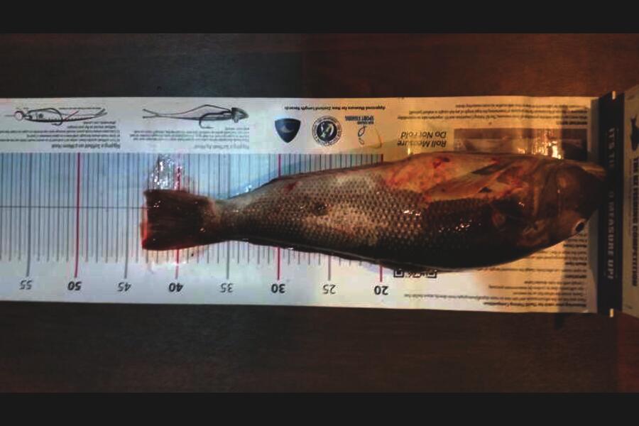 Scott Brenton caught this 43cm Blue Cod at Welly south coast during The Export NZ Fishing Competition
