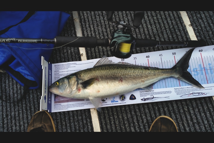 Ben Subritzky  caught this 53.5cm Kahawai at Ahaahas  during The Export NZ Fishing Competition