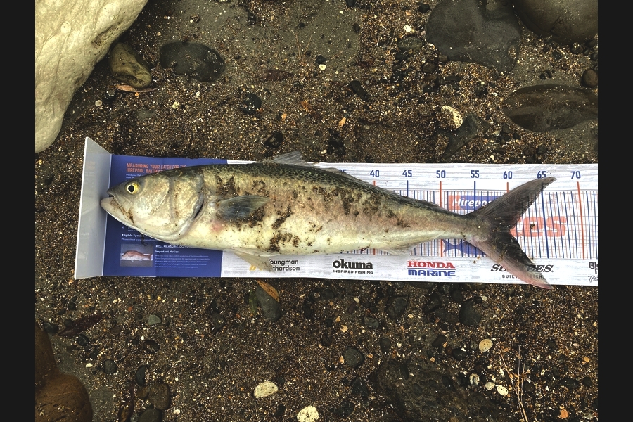 Aden Van den brand caught this 60.0cm Kahawai at Taranaki during The Export NZ Fishing Competition