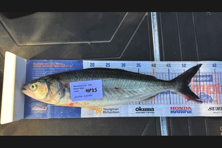 Mason Allan caught this 50.5cm Kahawai at Wellington during The Export NZ Fishing Competition