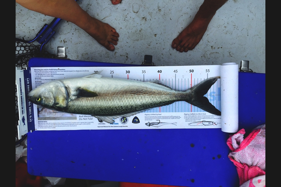 Pete Robinson caught this 53.5cm Kahawai at Whangamata  during The Export NZ Fishing Competition