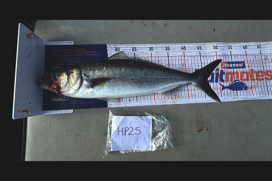 Hunter Russell caught this 46.0cm Kahawai at Northland during The Export NZ Fishing Competition