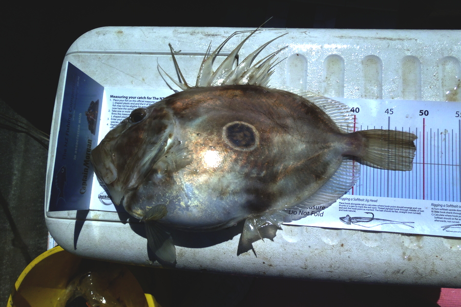Caleb Lambert caught this 48.5cm John Dory at B.O.I. during The Export NZ Fishing Competition
