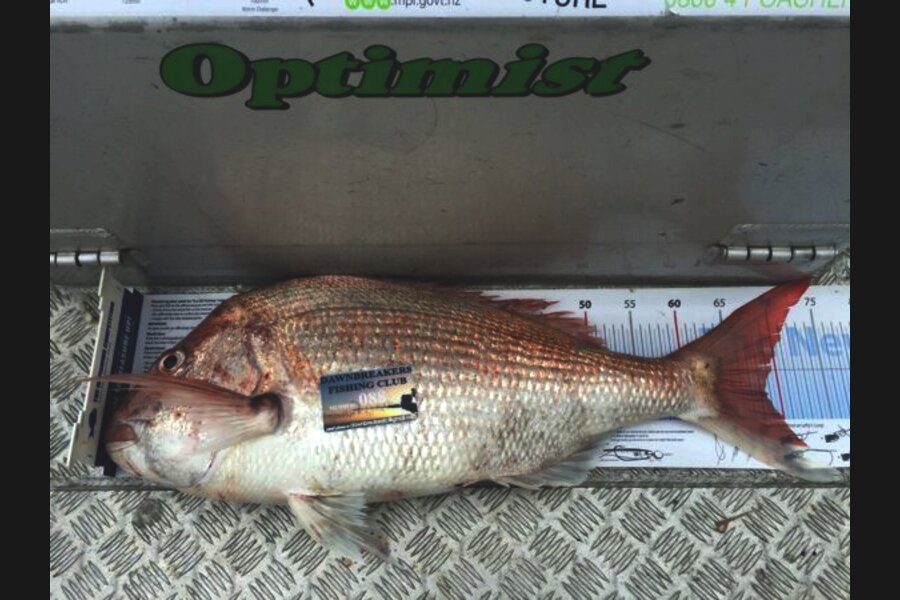 Dan Fisher caught this 68.0cm Snapper at D'urville Island during The Export NZ Fishing Competition