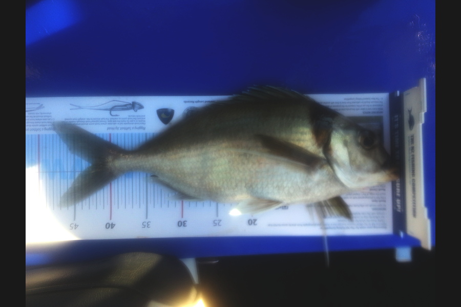 Stuart Amos caught this 42.5cm Tarakihi at kaikoura during The Export NZ Fishing Competition