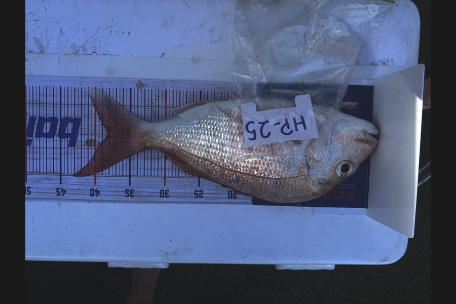 Mackenzie Sisson caught this 38.0cm Snapper at Coromandel during The Export NZ Fishing Competition