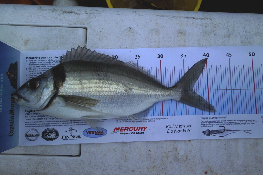 Caleb Lambert caught this 36.5cm Tarakihi at B.O.I. during The Export NZ Fishing Competition
