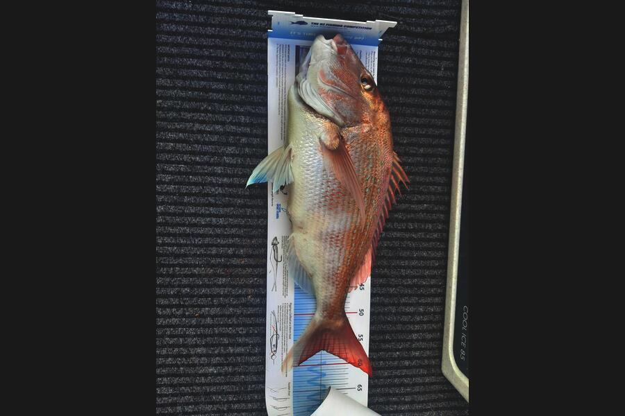 Simon Mechen caught this 57.0cm Snapper at Nelson/Marlborough during The Export NZ Fishing Competition