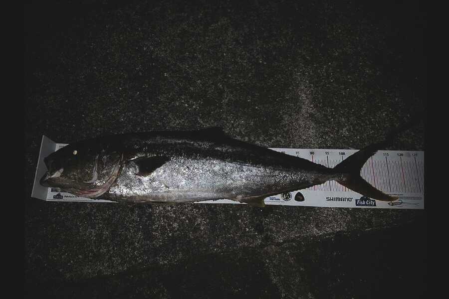 Andrew Smith  caught this 105.0cm Kingfish at East of tiri during The Export NZ Fishing Competition