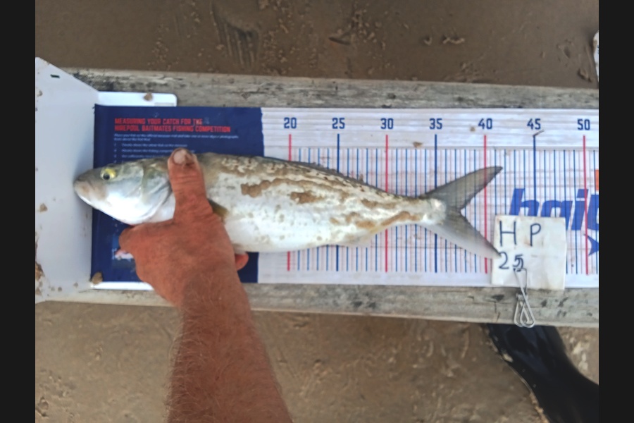 Bodhi Bishop Saunders caught this 37.5cm Kahawai at Coromandel during The Export NZ Fishing Competition