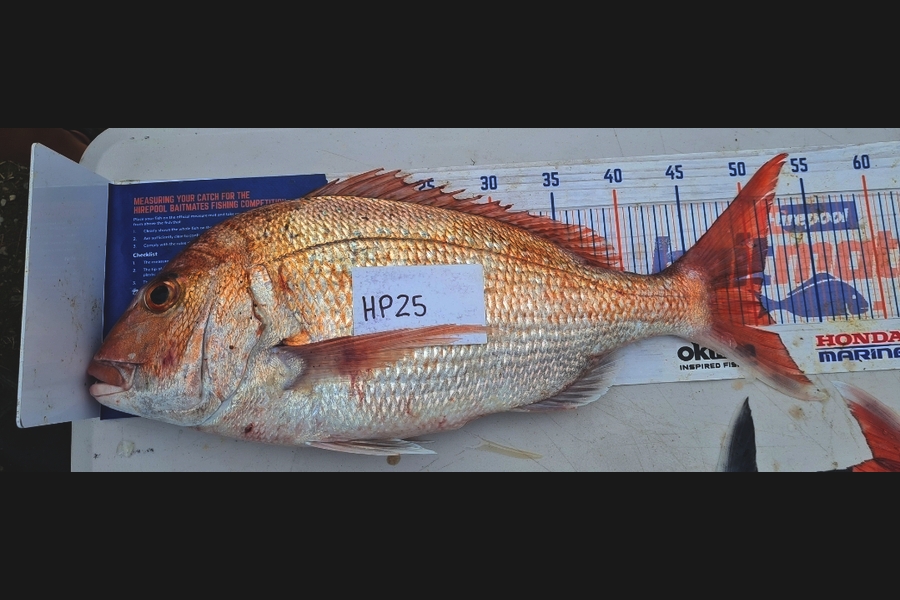 Zachary McCallum caught this 50.5cm Snapper at Manawatu during The Export NZ Fishing Competition