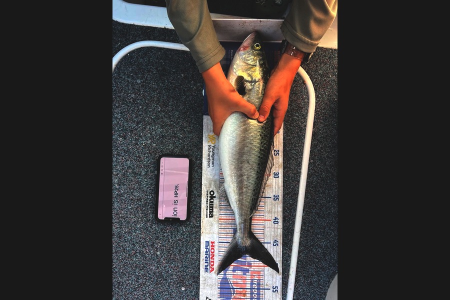 Spencer Dunstone caught this 47.5cm Kahawai at Coromandel during The Export NZ Fishing Competition